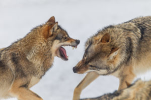European wolves, Canis lupus, European wolves, Canis lupus,