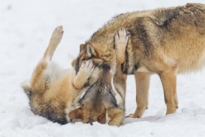 European wolves, Canis lupus, European wolves, Canis lupus,