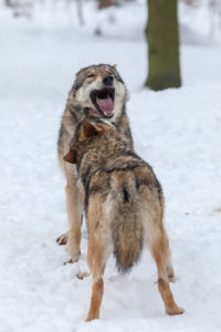 European wolves, Canis lupus, European wolves, Canis lupus,