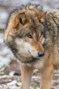 European wolf, Canis lupus, European wolf, Canis lupus,