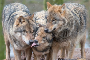 European wolves, Canis lupus, European wolves, Canis lupus,