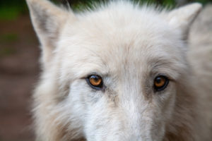 Polar wolf, white wolf, Canis lupus arctos, Polar wolf, white wolf, Canis lupus arctos,