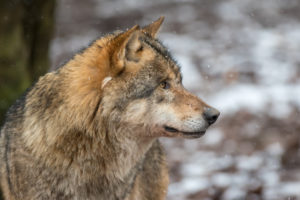 European wolf, Canis lupus, European wolf, Canis lupus,
