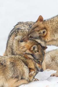 European wolves, Canis lupus, European wolves, Canis lupus,