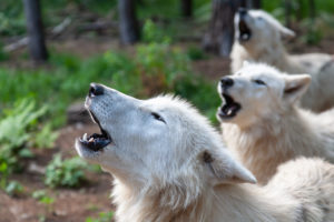 Polar wolf, white wolf, Canis lupus arctos, Polar wolf, white wolf, Canis lupus arctos,