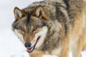 European wolf, Canis lupus, European wolf, Canis lupus,