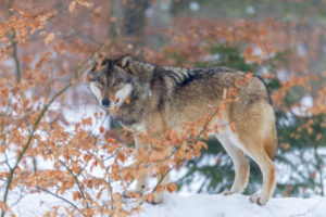 European wolf, Canis lupus, European wolf, Canis lupus,