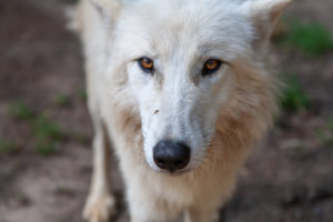 Polar wolf, white wolf, Canis lupus arctos, Polar wolf, white wolf, Canis lupus arctos,