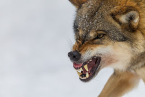 European wolf, Canis lupus, European wolf, Canis lupus,