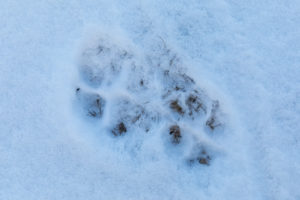 Animal track, grey wolf, Canis lupus, paw print Animal track, grey wolf, Canis lupus, paw print