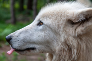 Polar wolf, white wolf, Canis lupus arctos, Polar wolf, white wolf, Canis lupus arctos,