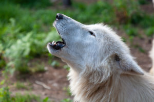 Polar wolf, white wolf, Canis lupus arctos, Polar wolf, white wolf, Canis lupus arctos,