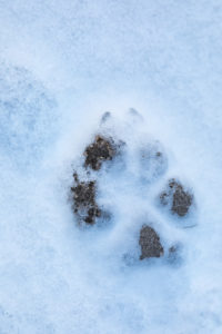 Animal track, grey wolf, Canis lupus, paw print Animal track, grey wolf, Canis lupus, paw print