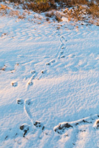 Animal track of an gray wolf, canis lupus, paw prints in snow Animal track of an gray wolf, canis lupus, paw prints in snow