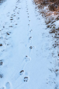 Animal track of an gray wolf, canis lupus, paw prints in snow Animal track of an gray wolf, canis lupus, paw prints in snow