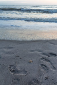 Foot tracks and seashell, sunrise, Cocoa Beach, Florida, USA, North America Foot tracks and seashell, sunrise, Cocoa Beach, Florida, USA, North America