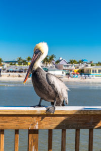 Pelican, Fishing Pier Fort Myers Beach, Footbridge with gazebo, Beach, Fort Myers, Florida, USA, North America Pelican, Fishing Pier Fort Myers Beach, Footbridge with gazebo, Beach, Fort Myers, Florida, USA, North America
