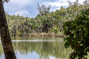 Tropical vegetation on the Ivolina River, Ivoloina National Park, Ivoloina River, Taomasina, Tamatave, Madagascar, Africa, Indian Ocean Tropical vegetation on the Ivolina River, Ivoloina National Park, Ivoloina River, Taomasina, Tamatave, Madagascar, Africa, Indian Ocean