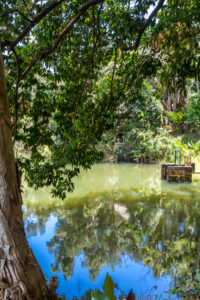 Tropical vegetation on the Ivolina River, Ivoloina National Park, Ivoloina River, Taomasina, Tamatave, Madagascar, Africa, Indian Ocean Tropical vegetation on the Ivolina River, Ivoloina National Park, Ivoloina River, Taomasina, Tamatave, Madagascar, Africa, Indian Ocean