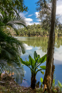 Water banana palms, (Typhonodorum lindleyanum), tropical vegetation on the Ivolina River, Ivoloina National Park, Ivoloina River, Taomasina, Tamatave, Madagascar, Africa, Indian Ocean Water banana palms, (Typhonodorum lindleyanum), tropical vegetation on the Ivolina River, Ivoloina National Park, Ivoloina River, Taomasina, Tamatave, Madagascar, Africa, Indian Ocean