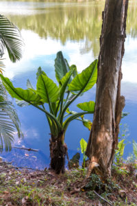 Water banana palms, (Typhonodorum lindleyanum), tropical vegetation on the Ivolina River, Ivoloina National Park, Ivoloina River, Taomasina, Tamatave, Madagascar, Africa, Indian Ocean Water banana palms, (Typhonodorum lindleyanum), tropical vegetation on the Ivolina River, Ivoloina National Park, Ivoloina River, Taomasina, Tamatave, Madagascar, Africa, Indian Ocean
