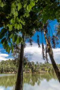 Tropical vegetation on the Ivolina River, Ivoloina National Park, Ivoloina River, Taomasina, Tamatave, Madagascar, Africa, Indian Ocean Tropical vegetation on the Ivolina River, Ivoloina National Park, Ivoloina River, Taomasina, Tamatave, Madagascar, Africa, Indian Ocean