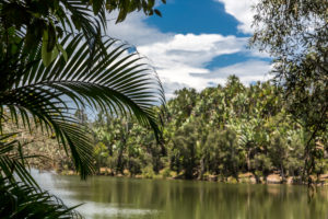 Tropical vegetation on the Ivolina River, Ivoloina National Park, Ivoloina River, Taomasina, Tamatave, Madagascar, Africa, Indian Ocean Tropical vegetation on the Ivolina River, Ivoloina National Park, Ivoloina River, Taomasina, Tamatave, Madagascar, Africa, Indian Ocean