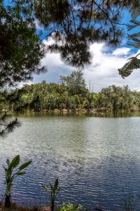 Tropical vegetation on the Ivolina River, Ivoloina National Park, Ivoloina River, Taomasina, Tamatave, Madagascar, Africa, Indian Ocean Tropical vegetation on the Ivolina River, Ivoloina National Park, Ivoloina River, Taomasina, Tamatave, Madagascar, Africa, Indian Ocean