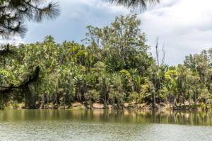 Tropical vegetation on the Ivolina River, Ivoloina National Park, Ivoloina River, Taomasina, Tamatave, Madagascar, Africa, Indian Ocean Tropical vegetation on the Ivolina River, Ivoloina National Park, Ivoloina River, Taomasina, Tamatave, Madagascar, Africa, Indian Ocean