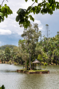 Tropical vegetation on the Ivolina River, Ivoloina National Park, Ivoloina River, Taomasina, Tamatave, Madagascar, Africa, Indian Ocean Tropical vegetation on the Ivolina River, Ivoloina National Park, Ivoloina River, Taomasina, Tamatave, Madagascar, Africa, Indian Ocean
