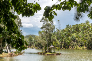 Tropical vegetation on the Ivolina River, Ivoloina National Park, Ivoloina River, Taomasina, Tamatave, Madagascar, Africa, Indian Ocean Tropical vegetation on the Ivolina River, Ivoloina National Park, Ivoloina River, Taomasina, Tamatave, Madagascar, Africa, Indian Ocean