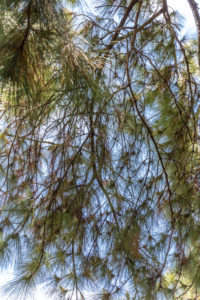 Tropical vegetation on the Ivolina River, Ivoloina National Park, Ivoloina River, Taomasina, Tamatave, Madagascar, Africa, Indian Ocean Tropical vegetation on the Ivolina River, Ivoloina National Park, Ivoloina River, Taomasina, Tamatave, Madagascar, Africa, Indian Ocean