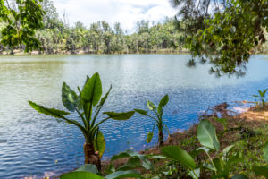 Water banana palms, (Typhonodorum lindleyanum), tropical vegetation on the Ivolina River, Ivoloina National Park, Ivoloina River, Taomasina, Tamatave, Madagascar, Africa, Indian Ocean Water banana palms, (Typhonodorum lindleyanum), tropical vegetation on the Ivolina River, Ivoloina National Park, Ivoloina River, Taomasina, Tamatave, Madagascar, Africa, Indian Ocean