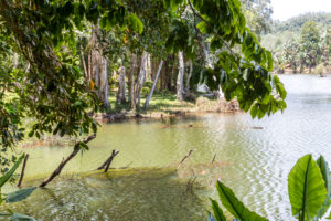 Tropical vegetation on the Ivolina River, Ivoloina National Park, Ivoloina River, Taomasina, Tamatave, Madagascar, Africa, Indian Ocean Tropical vegetation on the Ivolina River, Ivoloina National Park, Ivoloina River, Taomasina, Tamatave, Madagascar, Africa, Indian Ocean