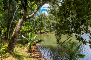 Water banana palms, (Typhonodorum lindleyanum), tropical vegetation on the Ivolina River, Ivoloina National Park, Ivoloina River, Taomasina, Tamatave, Madagascar, Africa, Indian Ocean Water banana palms, (Typhonodorum lindleyanum), tropical vegetation on the Ivolina River, Ivoloina National Park, Ivoloina River, Taomasina, Tamatave, Madagascar, Africa, Indian Ocean
