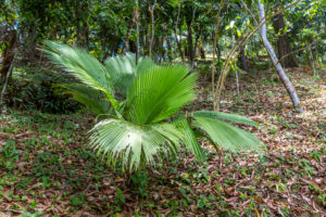 Kerriodoxa palm, (Kerriodoxa elegans), tropical vegetation on the Ivolina River, Ivoloina National Park, Ivoloina River, Taomasina, Tamatave, Madagascar, Africa, Indian Ocean Kerriodoxa palm, (Kerriodoxa elegans), tropical vegetation on the Ivolina River, Ivoloina National Park, Ivoloina River, Taomasina, Tamatave, Madagascar, Africa, Indian Ocean