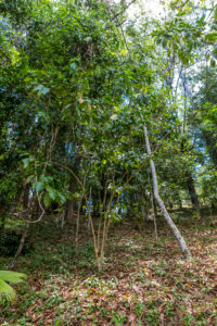 Tropical vegetation on the Ivolina River, Ivoloina National Park, Ivoloina River, Taomasina, Tamatave, Madagascar, Africa, Indian Ocean Tropical vegetation on the Ivolina River, Ivoloina National Park, Ivoloina River, Taomasina, Tamatave, Madagascar, Africa, Indian Ocean
