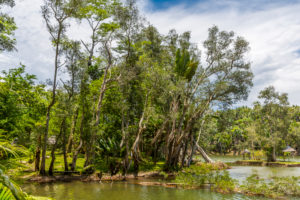 Tropical vegetation on the Ivolina River, Ivoloina National Park, Ivoloina River, Taomasina, Tamatave, Madagascar, Africa, Indian Ocean Tropical vegetation on the Ivolina River, Ivoloina National Park, Ivoloina River, Taomasina, Tamatave, Madagascar, Africa, Indian Ocean