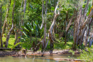 Tropical vegetation on the Ivolina River, Ivoloina National Park, Ivoloina River, Taomasina, Tamatave, Madagascar, Africa, Indian Ocean Tropical vegetation on the Ivolina River, Ivoloina National Park, Ivoloina River, Taomasina, Tamatave, Madagascar, Africa, Indian Ocean