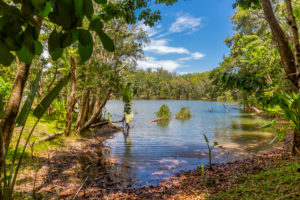 Tropical vegetation on the Ivolina River, Ivoloina National Park, Ivoloina River, Taomasina, Tamatave, Madagascar, Africa, Indian Ocean Tropical vegetation on the Ivolina River, Ivoloina National Park, Ivoloina River, Taomasina, Tamatave, Madagascar, Africa, Indian Ocean