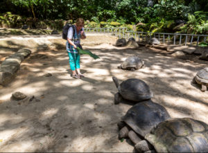 Woman feeding giant turtles with palm leaf, Botanical Garden, Victoria, Mahe Island, Seychelles, Indian Ocean, Africa Woman feeding giant turtles with palm leaf, Botanical Garden, Victoria, Mahe Island, Seychelles, Indian Ocean, Africa