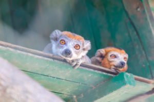 Lemur, Crown lemur, (Eulemur coronatus), Ivoloina National Park Zoo, Ivoloina River, Taomasina, Tamatave, Madagascar, Africa, Indian Ocean Lemur, Crown lemur, (Eulemur coronatus), Ivoloina National Park Zoo, Ivoloina River, Taomasina, Tamatave, Madagascar, Africa, Indian Ocean