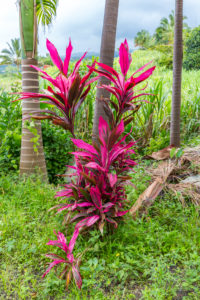 Club lilies, (Cordyline), in the garden, Le Palmier Auberge Paysanne, inn, Saint-Philippe, La Réunion, French overseas territory, France, Indian Ocean Club lilies, (Cordyline), in the garden, Le Palmier Auberge Paysanne, inn, Saint-Philippe, La Réunion, French overseas territory, France, Indian Ocean