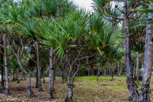 Park with palm trees, Cap Méchant, La Réunion, Fanzösiches overseas territory, France, Africa, Indian Ocean Park with palm trees, Cap Méchant, La Réunion, Fanzösiches overseas territory, France, Africa, Indian Ocean