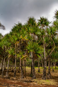 Screw palm, Pandanus palm, (Pandanus), park with palm trees, Cap Méchant, La Réunion, Fanzösiches overseas territory, France, Africa, Indian Ocean Screw palm, Pandanus palm, (Pandanus), park with palm trees, Cap Méchant, La Réunion, Fanzösiches overseas territory, France, Africa, Indian Ocean