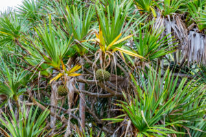 Screw palm, Pandanus palm, (Pandanus), park with palm trees, Cap Méchant, La Réunion, Fanzösiches overseas territory, France, Africa, Indian Ocean Screw palm, Pandanus palm, (Pandanus), park with palm trees, Cap Méchant, La Réunion, Fanzösiches overseas territory, France, Africa, Indian Ocean