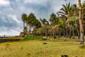 Park with palm trees, Cap Méchant, La Réunion, Fanzösiches overseas territory, France, Africa, Indian Ocean Park with palm trees, Cap Méchant, La Réunion, Fanzösiches overseas territory, France, Africa, Indian Ocean