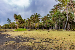 Lava stones, park with palm trees, Cap Méchant, La Réunion, Fanzösiches overseas territory, France, Africa, Indian Ocean Lava stones, park with palm trees, Cap Méchant, La Réunion, Fanzösiches overseas territory, France, Africa, Indian Ocean