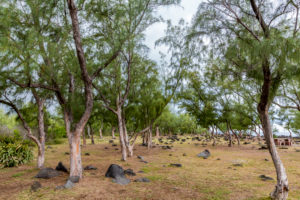 Lava stones, park with palm and casuarina trees, Cap Méchant, La Réunion, Fanzösiches overseas territory, France, Africa, Indian Ocean Lava stones, park with palm and casuarina trees, Cap Méchant, La Réunion, Fanzösiches overseas territory, France, Africa, Indian Ocean