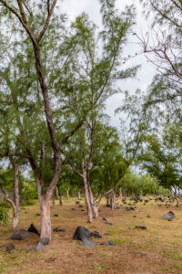 Lava stones, park with palm and casuarina trees, Cap Méchant, La Réunion, Fanzösiches overseas territory, France, Africa, Indian Ocean Lava stones, park with palm and casuarina trees, Cap Méchant, La Réunion, Fanzösiches overseas territory, France, Africa, Indian Ocean